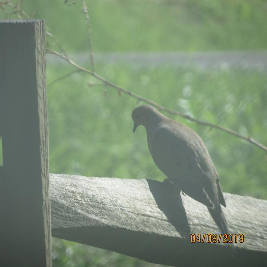 Cozy Creek Cabin Pigeon Forge Luaran gambar